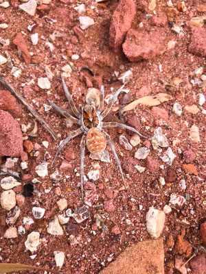Spinne in Sheep Creek