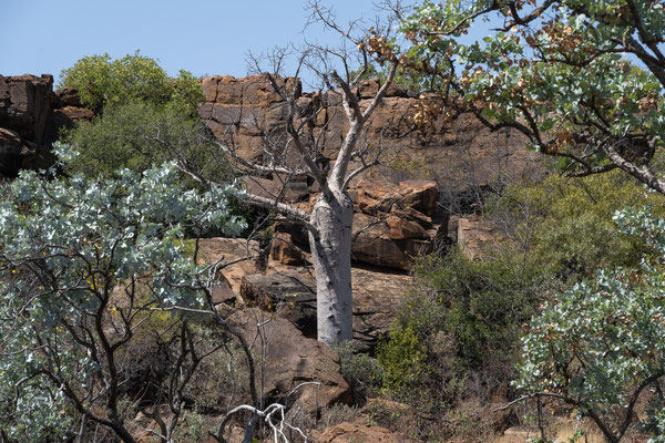 Victoria River Roadhouse - Boab Tree
