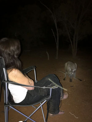 Koroit - nächtlicher Besuch... <3