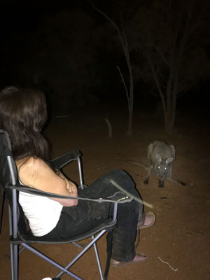 Koroit - nächtlicher Besuch... <3