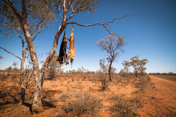 Strasse nach Koroit - Dingos am Baum