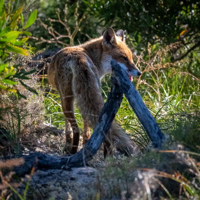 Cape Naturaliste Walk - Fuchs entdeckt!