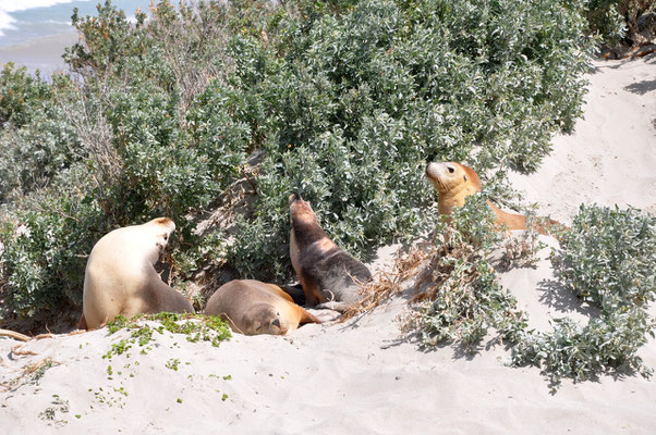 Seal Bay - Seerobbenkolonien