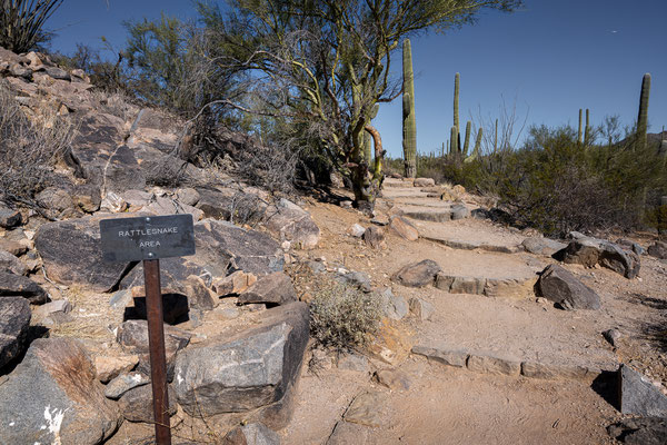 Saguaro National Park West - Signal Hil Trail