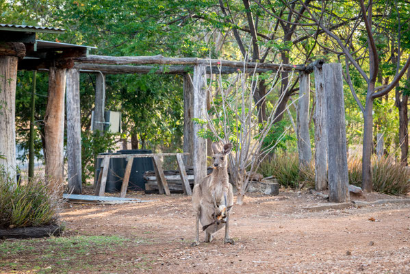 Rubyvale Gemseeker Caravan Park - Känguru