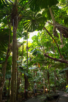 Dubuji Walk (Daintree National Park) - hier suchen wir die Drachen...