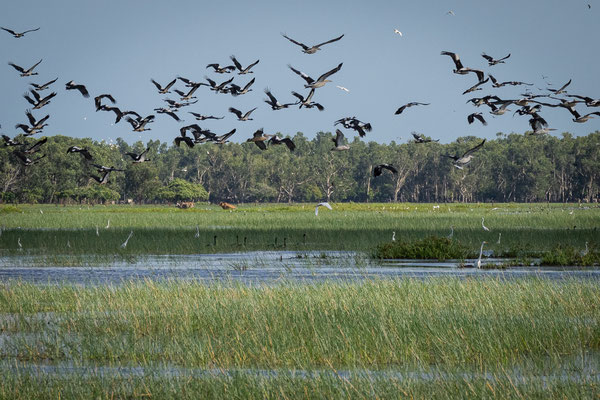 Dundee Beach, Top End - Tour auf dem Finniss River