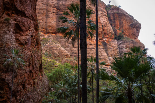 Purnululu Nationalpark - Mini Palms Walk