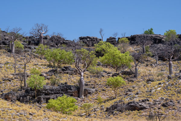 unterwegs - Leopold Downs Road - Boab Trees