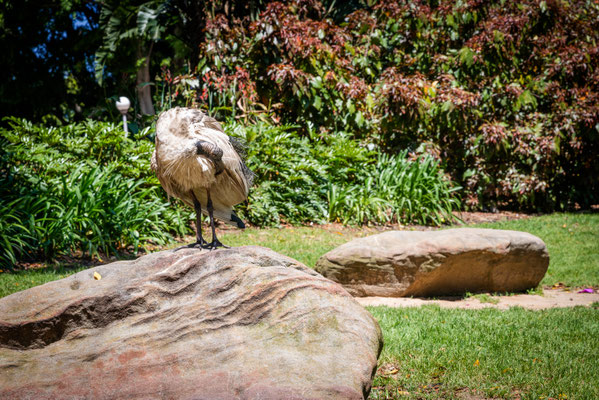 Hyde Park - mitten in Sydney