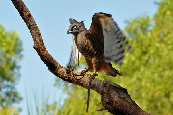 Berry Springs - Wildlife Park