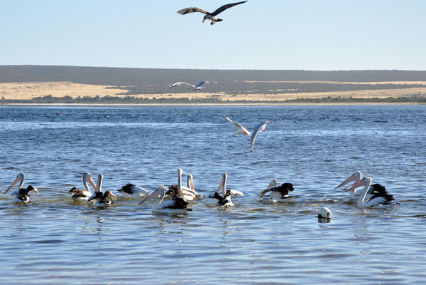 Tiere in Australien - Pelikane