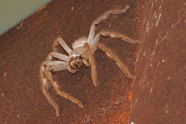 Tiere in Australien - Huntsman Spider