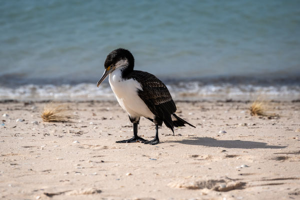 Monkey Mia, Shark Bay 