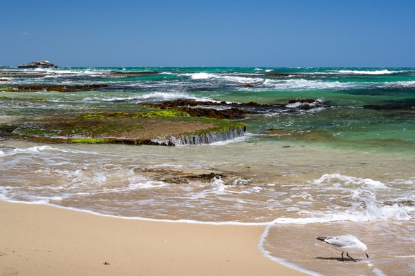 Penguin Island, Rockingham - West Beach