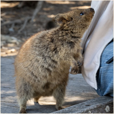 Rottnest Island - 'He, ich will auch was!'