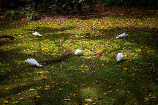 Angels Place - Vogelkäfige