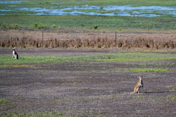 Dundee Beach, Top End - Tour auf dem Finniss River