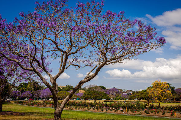 New Fam Park - Jacaranda Trees
