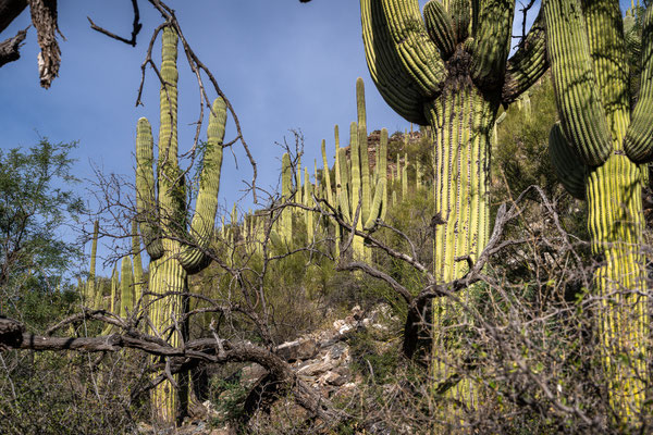 Sabino Canyon - Creek Trail