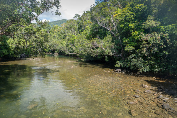 Daintree National Park