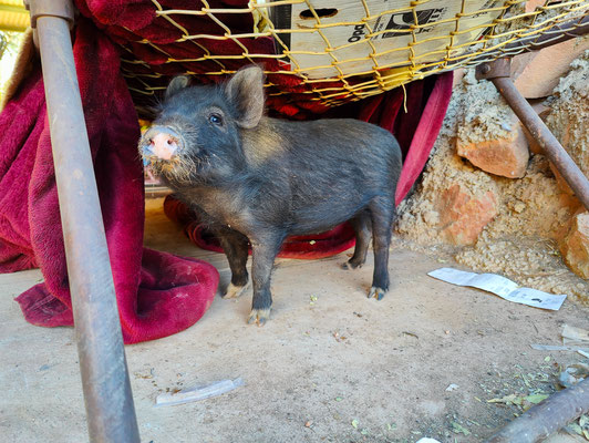 Opalton - Besuch bei Aaron - das Schweinchen 'Sally'