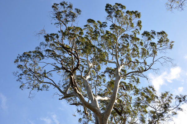 im Park hinter dem Barossa Valley Tourist Park