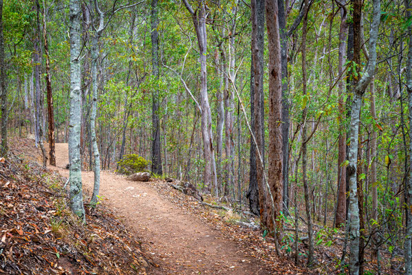Mount Coot-tha Summit Track - Wo ist der Koala?