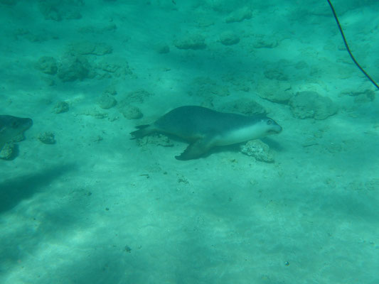 Schnorcheln mit Seelöwen, Baird Bay