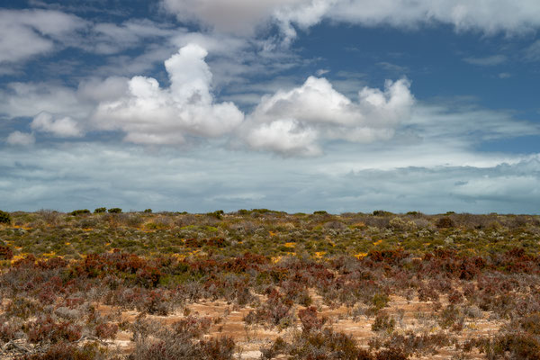Shark Bay Halbinsel - Aussicht über den François Peron Nationalpark