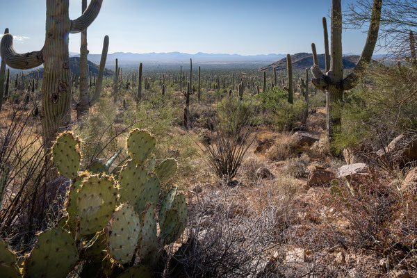 Saguaro National Park West - Hugh Norris Trail
