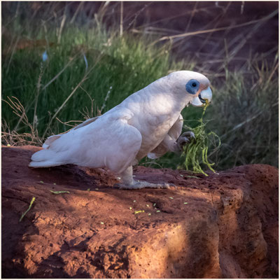 Karijini Eco Retreat, Karijini Nationalpark - Nacktaugenkakadu beim Campground