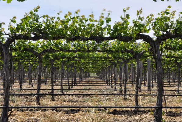 Reben im Barossa Valley