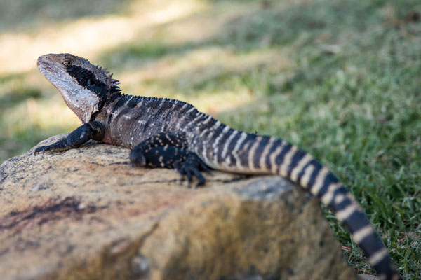Spaziergang zum Shelly Beach - Water Dragon