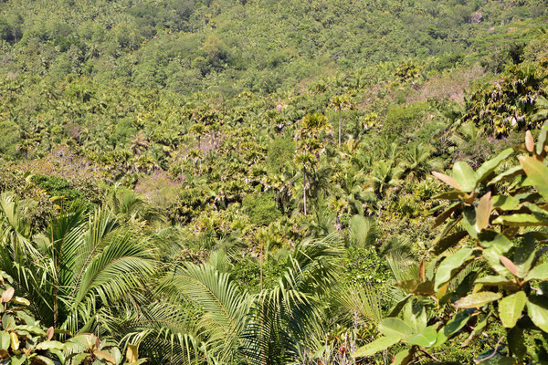 Vallée de Mai - Aussicht über den Park