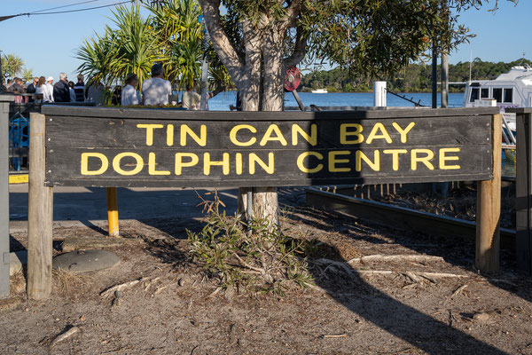 Tin Can Bay - die Delfine
