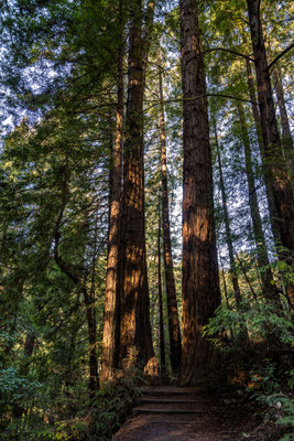 'Muir Woods National Monument' 
