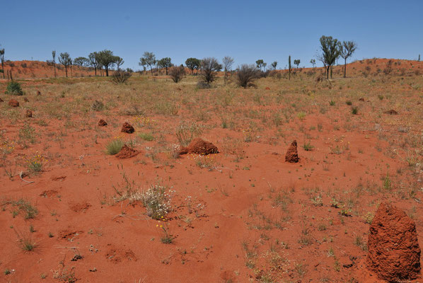 Unterwegs Richtung Uluru - Rote Sanddüne beim Lake Alexander