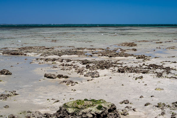 Penguin Island, Rockingham 
