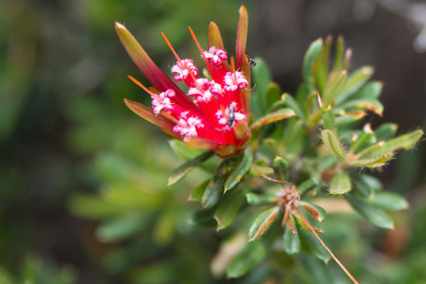 Royal National Park - Flora