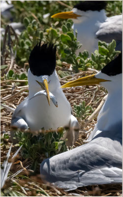 Penguin Island, Rockingham - Eisseeschwalben, Fütterung der Jungtiere