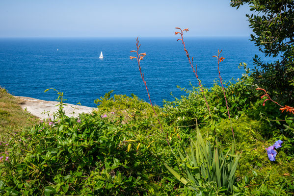 Coastal Cliff Walk - Eastern Avenue Reserve / Dover Heights