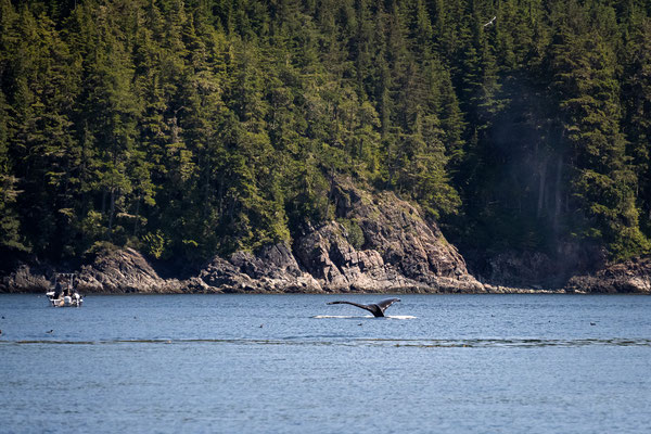 Port McNeill/Knight Inlet - Grizzly Tour mit 'Sea Wolf Adventures' - Buckelwale