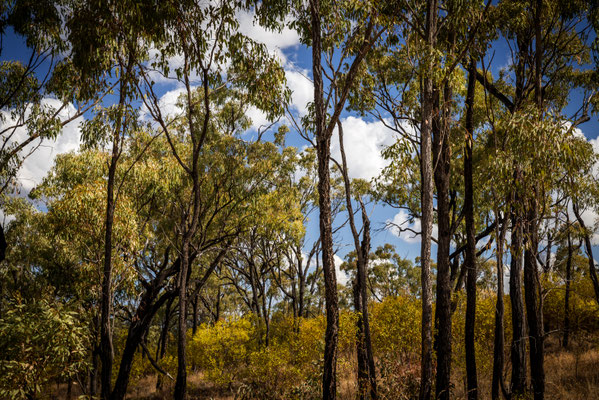 Unterwegs nach Rubyvale - Drummond Range