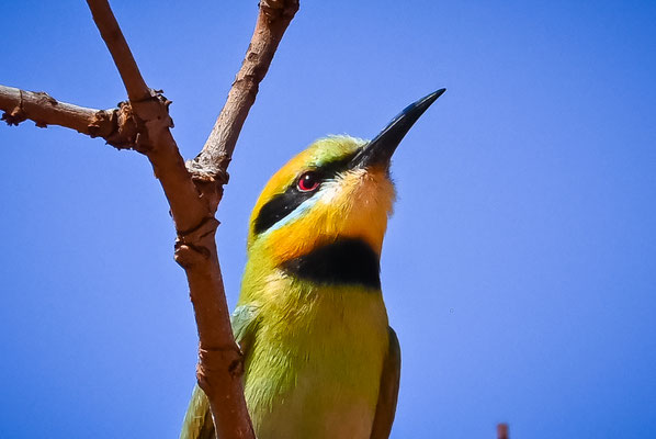 Reddell Beach, Broome - Rainbow Bee Eater (Bienenfresser)