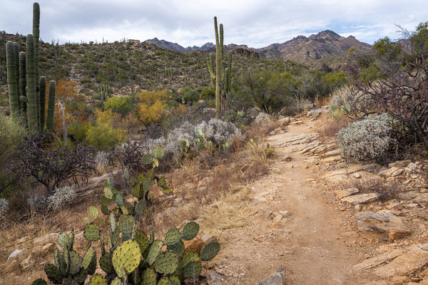 Sabino Canyon - Sabino Dam Trail