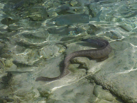 Fische am Strand - Moräne