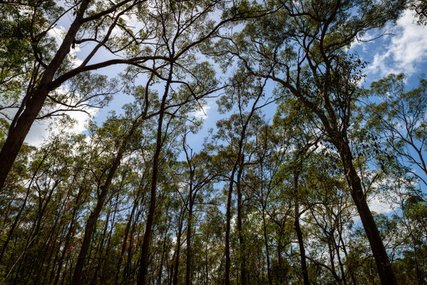 Mount Coot-tha Summit Track - Wo ist der Koala?