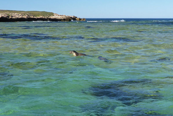 Schnorcheln mit Seelöwen, Baird Bay