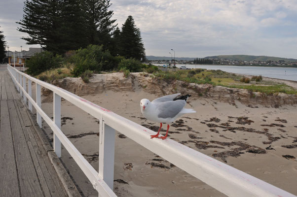 Victor Harbour - Brücke nach Granite Island